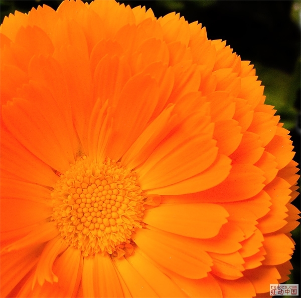 Photoshop10秒找回花朵颜色层次和锐度