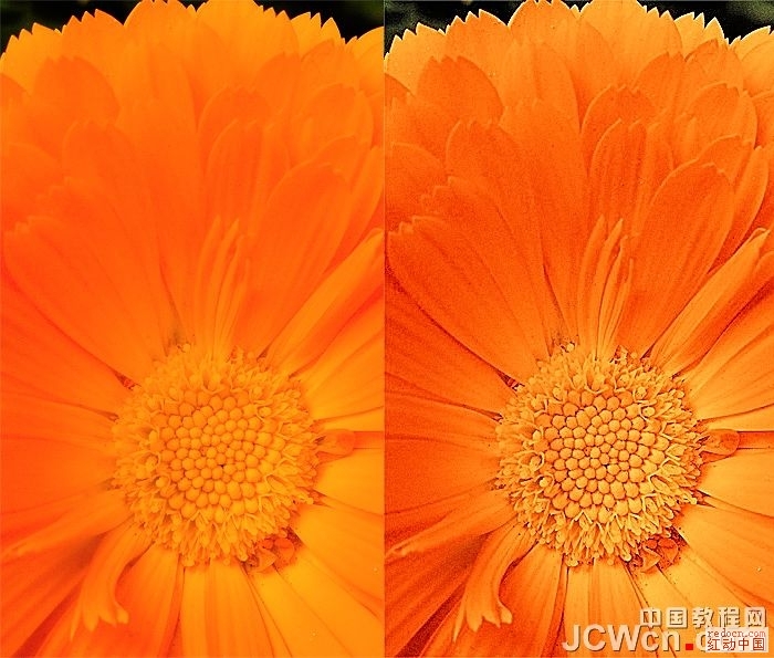 Photoshop10秒找回花朵颜色层次和锐度